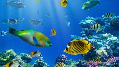 ماهی-دریا-ساحل-اقیانوس-اقیانوس و دریا-حیوان-حیوانات